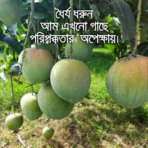 BARI-4 Mango (বারি-৪ আম)