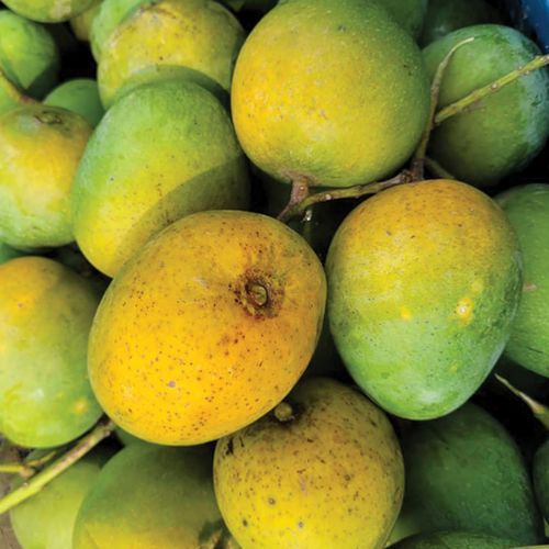 Himsagar/Khirsapat Mango (হিমসাগর/খিরসাপাত আম)